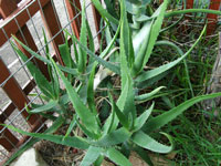 Aloe Varieties Pictures
