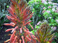 Aloe affinis