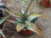 Aloe austroarabica