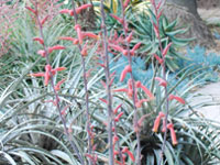 Aloe barbertoniae