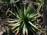Aloe cipolinicola