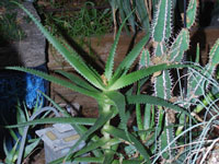 Aloe cryptophylla