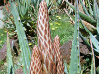 Aloe esculenta