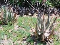 Aloe esculenta