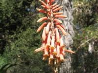 Aloe fibrosa