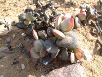 Adromischus montium-klinghardtii