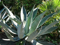 Agave pachycentra