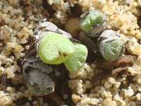 Conophytum taylorianum
