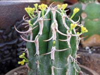 Euphorbia columnaris
