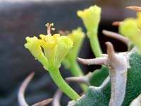 Euphorbia columnaris