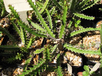 Euphorbia limpopoana