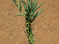 Euphorbia monteiri