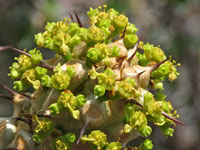 Euphorbia venenifica