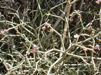 Euphorbia xanti