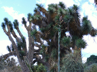 Yucca filifera