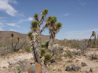 Yucca valida