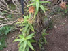 Aloe andongensis
