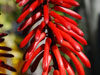 Aloe cammeroni