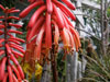 Aloe cammeroni
