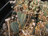 Cheiridopsis rostrata