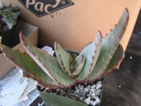 Aloe capitata