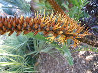 Aloe castanea