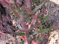 Aloe cryptophylla
