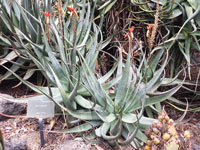 Aloe cryptopoda