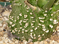 Adenia globosa