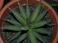 Agave x glomeruliflora