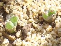 Conophytum tantillum