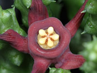 Duvalia maculata