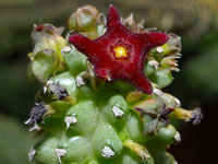 Echidnopsis bihendulensis