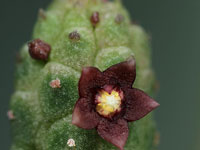 Echidnopsis dammaniana