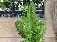 Euphorbia trigona/ingens