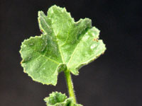Jatropha pelargonifolia