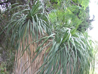 Nolina longifolia