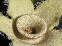 Orbea ciliata