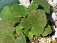 Pelargonium punctatum