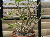 Pachypodium rosulatum