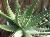 Aloe melanacantha