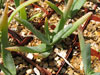 Aloe richardsiae