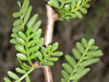 Bursera microphylla