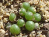 Conophytum ectypum