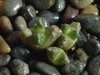Conophytum khamiesbergense