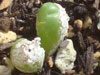 Conophytum marginatum