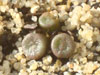 Conophytum obscurum