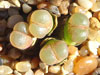 Conophytum praesectum