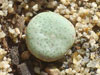 Conophytum ricardianum