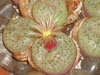 Conophytum truncatum